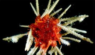 Insólito – Descubren tesoro biológico en Antártica