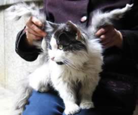 Insólito – Un gato con alas