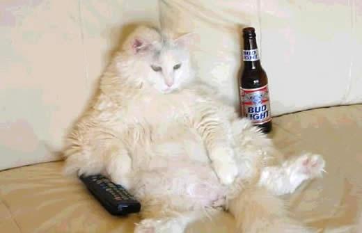 Los gatos cada vez se sienten mas humanos