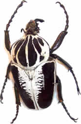 ¿Sabías que el escarabajo Goliat, de África tropical, llega a pesar unos 100 gramos?