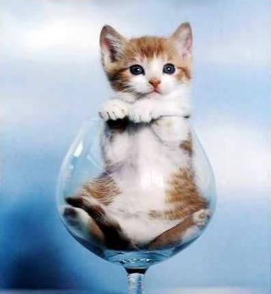 Imagen Curiosa – Lindo Gatito en una copa