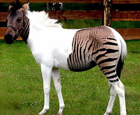 Un cruce de cebra y caballo, la estrella de un safari alemán