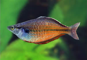 Insólito – Descubiertos en Indonesia unos inéditos peces arcoiris