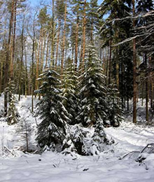 ¿Por qué hay animales que duermen todo el invierno?