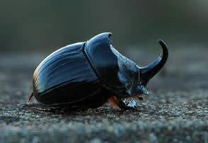 ¿Cuál es el animal mas fuerte del planeta?