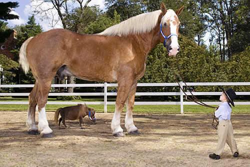 Juntos el caballo mas grande con el mas pequeño del mundo