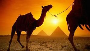 ¿Sabías que los camellos aguantan hasta 10 días sin beber agua, pero…