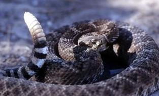 ¿Por qué suena la víbora de cascabel?