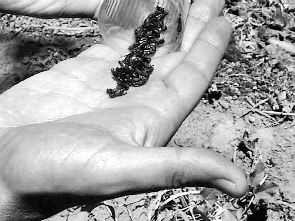 Científicos Argentinos desarrollaron un método para controlar la proliferación de una plaga forestal