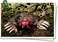 Singularidades extraordinarias de animales ordinarios: el topo 