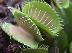 ¿Que comen las plantas carnívoras?