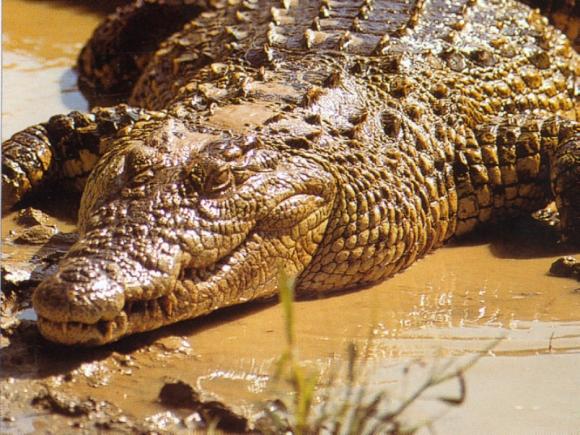 ¿Por qué lloran los cocodrilos?