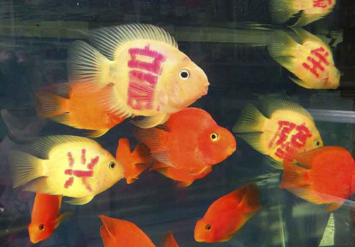 Peces tatuados, la última excentricidad entre las mascotas de los chinos 