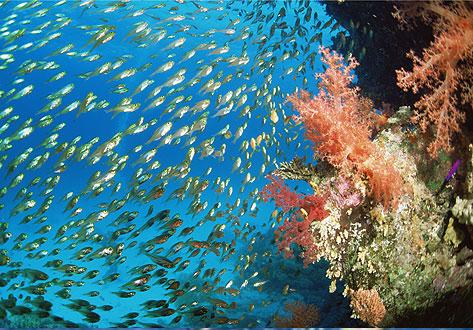 Grupo de Estudio de Peces 