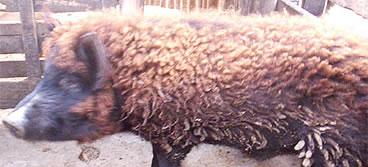 Insólito – Encuentran un cerdo con pelaje de oveja en Argentina