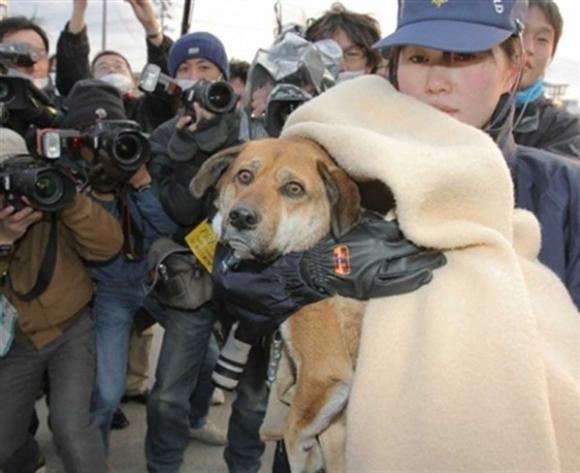 Perro es rescatado flotando en un techo