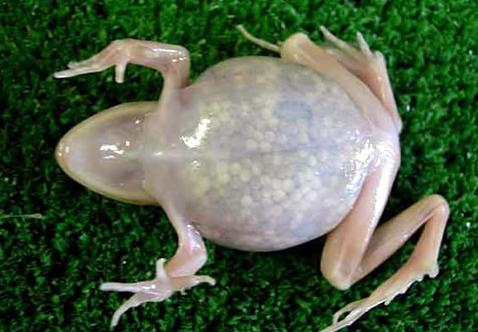 Insólito – La rana transparente