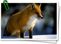 Singularidades extraordinarias de animales ordinarios: el zorro 