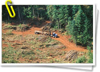 La deforestación en un punto crítico