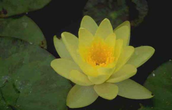 Cientificos Argentinos ensayan obtener fragancias “amigas” del medio ambiente