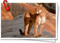 El Puma del Este, una especie que se ha extinguido en EE.UU. 