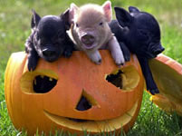 Pequeños cerditos como mascotas