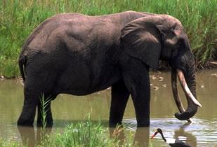 ¿Sabías que los elefantes huelen y ven el peligro?