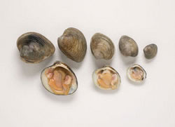 Descubren el animal de más larga vida