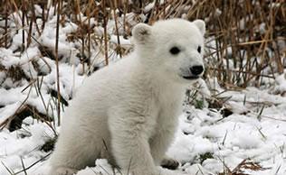 ¿Sabias que el oso polar o blanco tiene la piel negra?