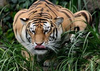 ¿Sabías que el tigre es el felino mas grande del mundo?