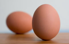 ¿Sabías que los huevos de las aves no son ovalados de origen, sino esféricos?