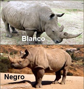 ¿Sabías que tanto el rinoceronte blanco como el negro son en realidad gris?