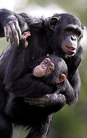  ¿Sabías que los chimpacés tienen mejor memoria que los humanos?
