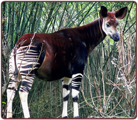 ¿Sabías que el Okapi es el pariente vivo más próximo a la jirafa y el más raro?