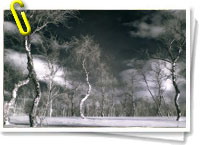 El Ártico tendrá bosques a final de siglo 