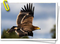 Especies españolas en peligro de extinción