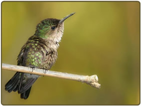 El pájaro mas pequeño del mundo