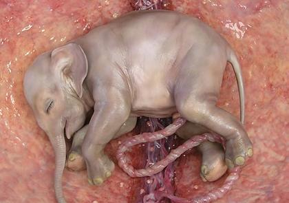 Sabías que el elefante es el mamifero con mas tiempo en gestación pues alcanza los 22 meses?