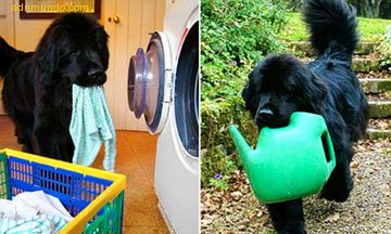 Noticia : Insólita – Connie la perra “ama de casa”