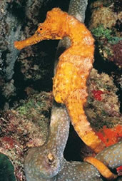 ¿Sabías que el caballito de mar macho es el que se embaraza?