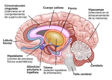 ¿Sabías que El cerebro pesa un promedio de 1.380 gramos en el hombre y 1.250 en la mujer?