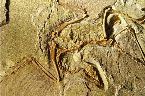 Las aves heredaron un potente olfato de los dinosaurios