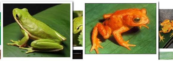 ¿Cuál es la diferencia entre una Rana y un Sapo?