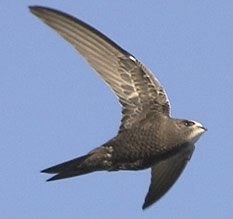 ¿Sabías que el vencejo común de Europa y Asia puede durar hasta 3 años en el aire?