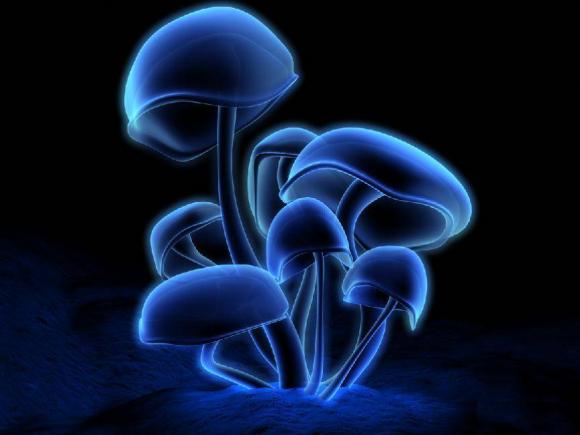 ¿Podrían los hongos eliminar la radiación en Fukushima?