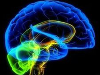 Un grupo internacional de científicos , entre ellos un Argentino, identifican circuitos del lenguaje