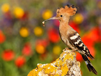 ¿Sabías que las aves también sudan?