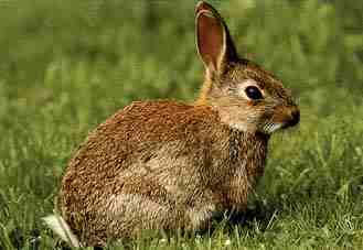 ¿Sabías que la plaga de conejos en Australia ha causado daños en el medio?