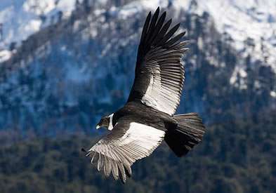 El cóndor: una de las aves mas grandes y pesadas del mundo