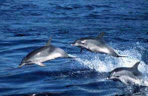 ¿Por qué saltan los delfines?